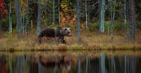 Wall Mural - brown bear walking in the autumn forest scenery
