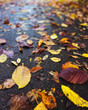 Autumn yellow, orange, red leaves on wet pavement.