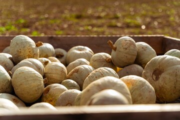 Canvas Print - A group of Crown-Prince Pumpkins at a farmer's market.