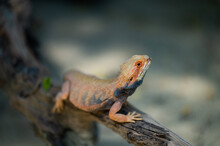 Bearded Dragon On Ground With Blur Background