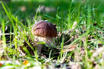 Sticker - Porcini mushroom Boletus Edulis a close up view