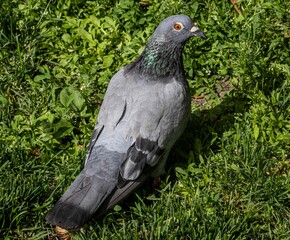 Wall Mural - Closeup shot of a pigeon on a grass