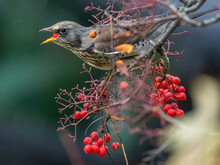 Thrush Bird Eats Rowan Seeds