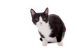 black and white cat, png file