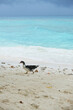 Cute duck walking on the clean beach of Rasdhoo, Maldives.