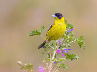 Canvas Print - Black Headed Bunting perched in herb in breeding habitat