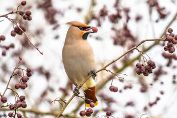 Canvas Print - Bohemian waxwing feeding on red berries in tree