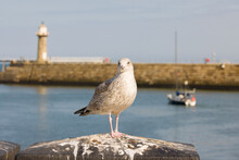 Juvenile Herring Gull Seagull, Whitby Harbour, UK