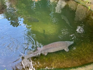 Sticker - Beautiful sturgeon fishes swimming in zoological park