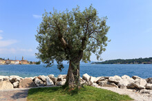 A Lonely Old Olive Tree On The Shore.