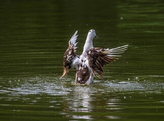 Wall Mural - Closeup of a duck flapping its wings.