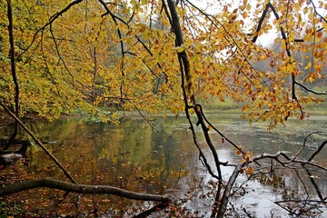 Poster - View of a lake surrounded by trees with golden autumn foliage.