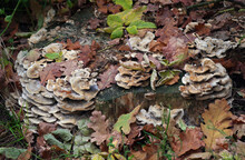 Mushrooms On A Stump And Fallen Oak Leaves. Autumn In The Forest.  Lichen Colony On Wood.