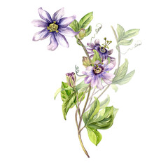 Passion flower plant watercolor illustration isolated on white.