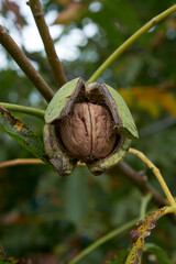 walnut on the tree, closeup