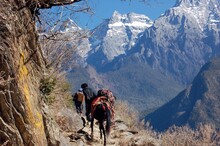 Back View Of People With Donkey Cargo Hiking On Tiger Leaping Gorge Canyon In China
