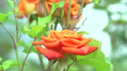 Canvas Print - Rose flower blooming. Beautiful orange color Roses blooming in a garden. Beauty fresh rose flowers with buds growing in summer garden. Gardening concept. Slow motion