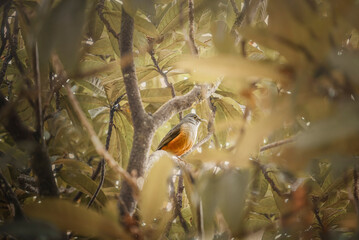 Sabia bird on the tree in nature