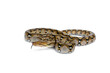 Baby snake Reticulated Python (Malayopython reticulatus) isolated on white background.