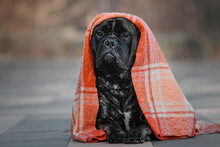 Dog Under The Blanket. Cold Weather. Bullmastiff Dog Breed. Giant Dog. Fall, Autumn Season