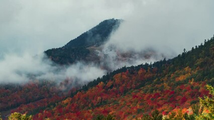 Sticker - Autumn foliage timelapsing