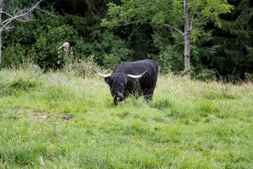 powerful bull in the Alps of Austria