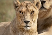 Majestic African Lioness Queen Of The Jungle - Mighty Wild Animal Of Africa In Nature