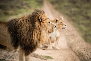 Wall Mural - Majestic male African lion king of the jungle - Mighty wild animal of Africa in nature