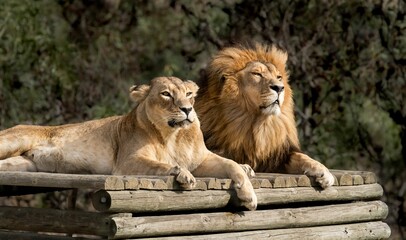 Canvas Print - Majestic African lion couple loving pride of the jungle - Mighty wild animal of Africa in nature