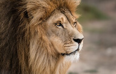 Wall Mural - Majestic male African lion king of the jungle - Mighty wild animal of Africa in nature