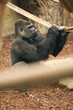 małpa goryl siedzi i odpoczywa w zoo w klatce