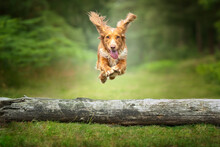 Golden Tan And White Working Cocker Spaniel Jumping Over A Fallen Tree Log With All Paws Showing