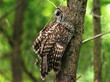 Barred Owl sits perched on a tree watching for prey.