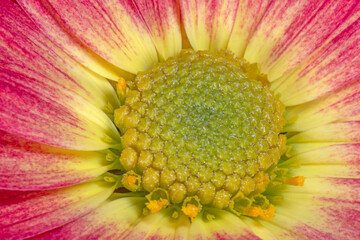 Canvas Print - close up of red with yellow chrysanthemum