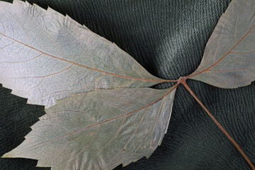 Wall Mural - close-up of a dried leaves on green fabric background