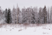 Winter Spaces In Babolovsky Park. Background Forest In Winter