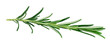 Rosemary isolated on white background with PNG.