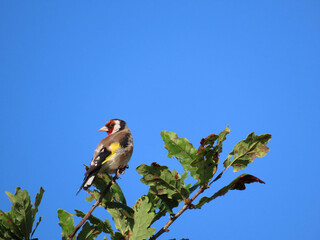 Canvas Print - goldfinch perched on a branch with a blue sky in the background