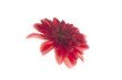 flor chrysanthemum roja aislada