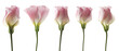 conjunto de tulipanes rosas aislados