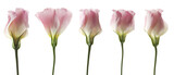 Fototapeta Desenie - conjunto de tulipanes rosas aislados
