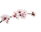 Fototapeta Desenie - rama aislada de un almendro en flor