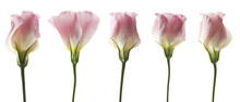 Conjunto De Tulipanes Rosas Aislados