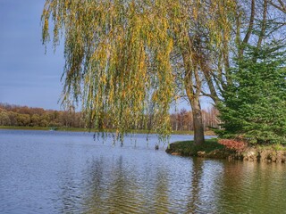 Poster - lake in the forest