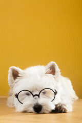 Wall Mural - White Dog in glasses sleeps, dreams on a yellow background