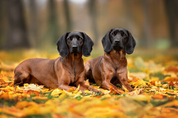 two bavarian hound dogs lying down outdoors in fallen autumn leaves