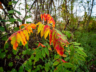 Wall Mural - Herbstliches Laub vom Götterbaum