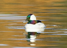 Bufflehead Duck With Colorful Head Feathers In A Golden Lake.
