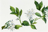 Jasminum officinale, common jasmine. Jasmine is a genus of shrubs and vines in the olive family (Oleaceae).