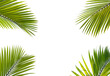 Tropical palm leaf frame isolated on transparent background
